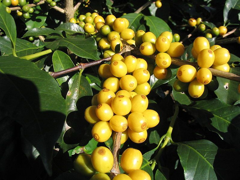 Yellow Bourbon Sơn La